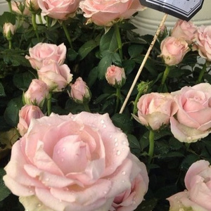 久久网日韩中文字幕
